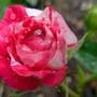 Miniature rose 'Pinstripe' (Rosa 'Pinstripe')