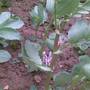 What plant