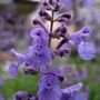 Nepeta 'Walker's Low' (Nepeta x faassenii 'Walker's Low')