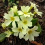 Primrose (Primula vulgaris (Native primrose))