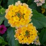 yellow lantana (Lantana camara (Lantana))