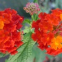 lantana (Lantana camara (Lantana))