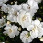 Miniature rose 'Gourmet Popcorn' (Rosa 'Gourmet Popcorn')