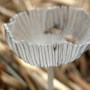 A teeny tiny mushroom