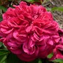 David Austin rose 'William Shakespeare 2000' (Rosa 'William Shakespeare 2000')