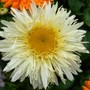Leucanthemum 'Gold Rush' (Leucanthemum x superbum (Shasta daisy))