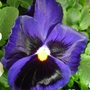 Pansy