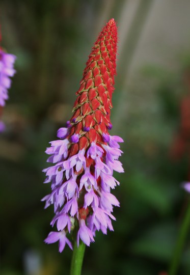 Plant Portraits - Perennials in my garden