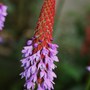 Plant Portraits - Perennials in my garden