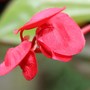 Plant Portraits - Plants in my Garden