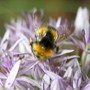 Insects in my Garden