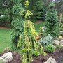 Picea abies 'Gold Drift'