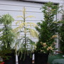 024 Variegated Conifer