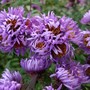 Dwarf alpine asters (Aster alpinus (Alpenaster))