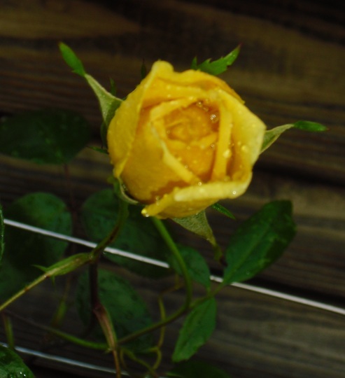 Bud on Rose 'Golden Showers'