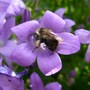 A bumblebee on dwarf bellflower 'Birch Hybrid' (Campanula portenschlagiana 'Birch Hybrid')
