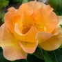Morden Sunrise (Rosa 'Morden Sunrise')