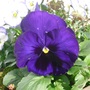 Purple Pansy in Pot