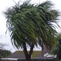 Blowing in the wind