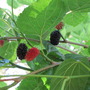 Morus nigra
