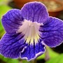 Streptocarpus 'Franken Border Line' x seedling (Streptocarpus)