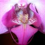 Phalaenopsis