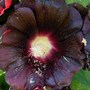 Alcea rosea 'nigra' (Alcea rosea (Black Hollyhock))