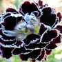 Dianthus 'Velvet 'n Lace' (Dianthus plumarius (Border Pink))