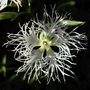Dianthus 'Rainbow Loveliness' (Dianthus caryophyllus (Carnation Can-Can))