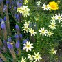 Coreopsis 'Moonbeam' with Veronica 'Royal Candles' (Coreopsis verticillata (Tickseed))