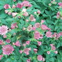 Astrantia__roma_