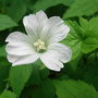 Geranium_nodosum__silverwood_