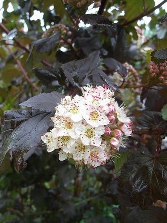 Physocarpus opulifolius 'Diabolo' (Physocarpus opulifolius)