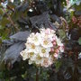 Physocarpus_opulifolius__diabolo_