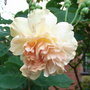 Rosa 'Buff Beauty' (Rosa 'Buff Beauty')