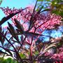 The_woodland_stumpery_015