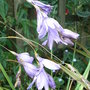 Dierama_-_unknown_variety