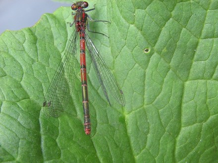 Damselfly 