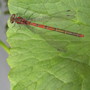 Damselfly7