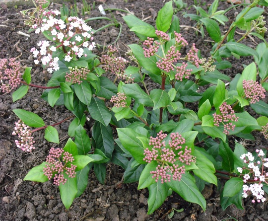 Evergreen shrub Viburnum tinus 'Gwenllian' (Viburnum tinus 'Gwenllian')