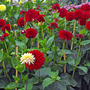 Barbarry_cosmos_bed