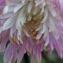 chrysanthemum