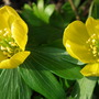 aconite