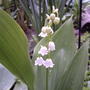 Lily of the Valley (Convallaria majalis (Lily of the valley))