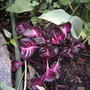 Bloodleaf