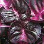 Bloodleaf (Iresine)