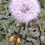 Gone to seed... ready for the finches or the grandchildren to blow on!!