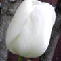 White tulip (Tulipa fosteriana 'White Emperor')