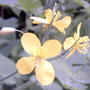 Celandine (Chelidonium majus) flowers (Chelidonium majus (An Ceann Ruadh))