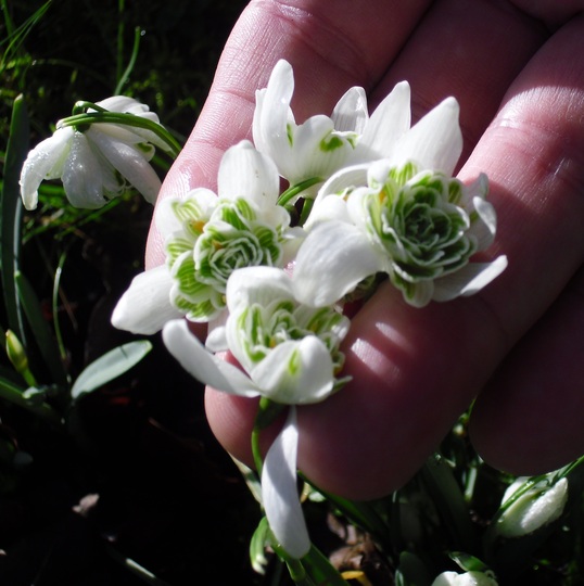 Snowdrops in a churchyard
